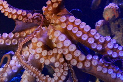 AQWA The Aquarium Of Western Australia: General Admission - Redcliffe Tourism 8