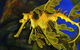 AQWA The Aquarium Of Western Australia: General Admission - thumb 13
