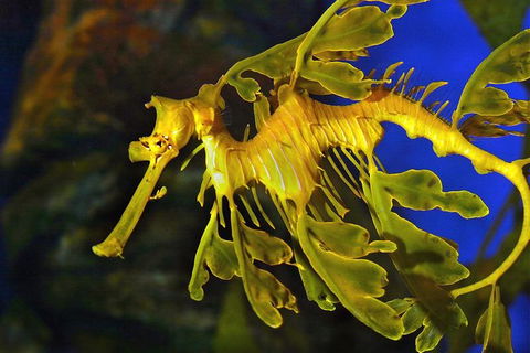 AQWA The Aquarium Of Western Australia: General Admission - Redcliffe Tourism 13