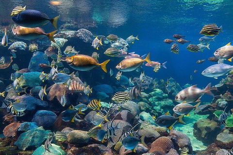 AQWA The Aquarium Of Western Australia: General Admission - Redcliffe Tourism 10