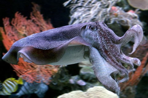AQWA The Aquarium Of Western Australia: General Admission - Redcliffe Tourism 16