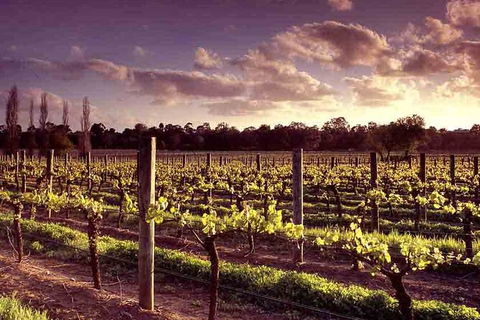 Upper Reach Winery: Swan Valley Winery And Vineyard Tour - Redcliffe Tourism 5