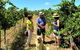 Upper Reach Winery: Swan Valley Winery And Vineyard Tour - thumb 4
