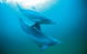 Full-Day Penguin Island & Mandurah Canal Cruise - thumb 8