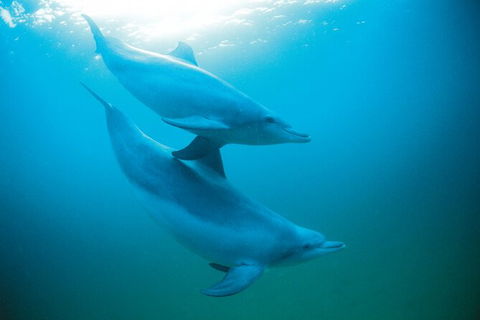 Full-Day Penguin Island & Mandurah Canal Cruise - Redcliffe Tourism 8