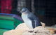 Full-Day Penguin Island & Mandurah Canal Cruise - thumb 2