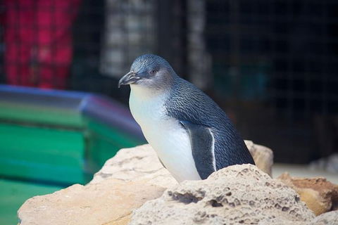 Full-Day Penguin Island & Mandurah Canal Cruise - Redcliffe Tourism 2