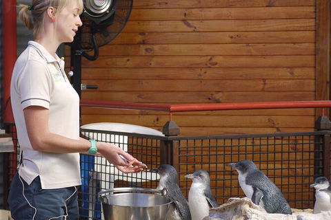 Full-Day Penguin Island & Mandurah Canal Cruise - Redcliffe Tourism 5