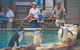 Full-Day Penguin Island & Mandurah Canal Cruise - thumb 7