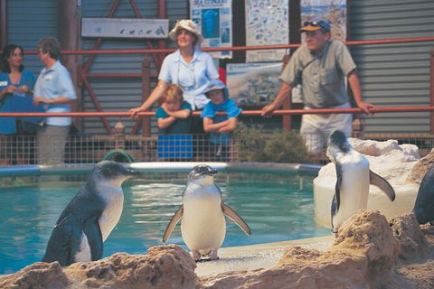 Full-Day Penguin Island & Mandurah Canal Cruise - Redcliffe Tourism 7