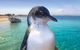 Full-Day Penguin Island & Mandurah Canal Cruise - thumb 3
