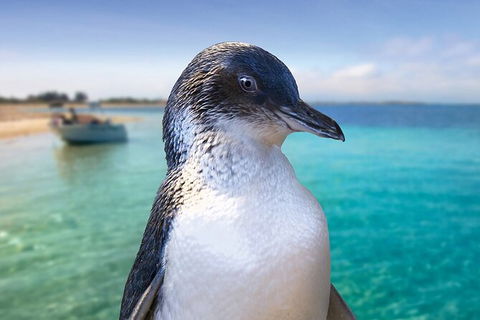Full-Day Penguin Island & Mandurah Canal Cruise - Redcliffe Tourism 3