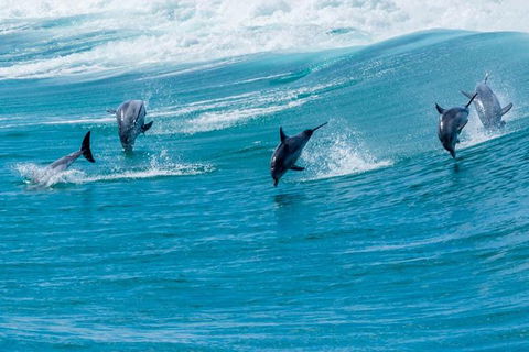 Full-Day Busselton Jetty, Train Ride & Dophin Discovery - Redcliffe Tourism 1