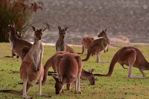 Half-Day Swan Valley & Wildlife Park Tour - Redcliffe Tourism 1