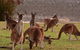 Half-Day Swan Valley & Wildlife Park Tour - thumb 3