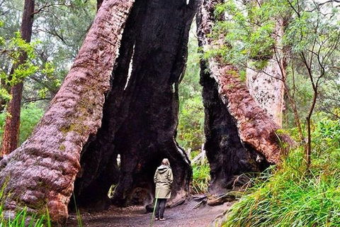 Albany Southwest Wilderness Day Tour - Fly From Perth - Redcliffe Tourism 7