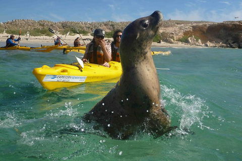 Penguin And Seal Island Kayak Tour - Redcliffe Tourism 0