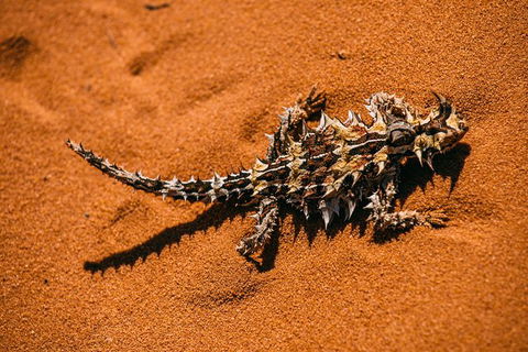 4-Day Coastal Loop Via Monkey Mia Wild Dolphins Kalbarri Pinnacles Perth Return - Redcliffe Tourism 3