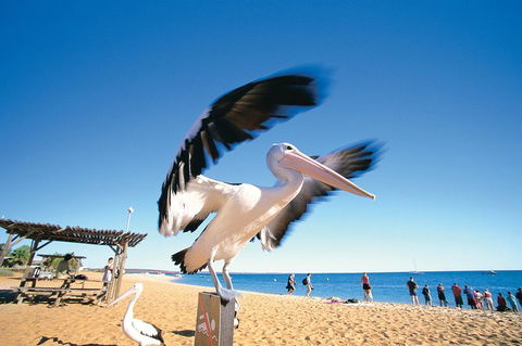 4-Day Coastal Loop Via Monkey Mia Wild Dolphins Kalbarri Pinnacles Perth Return - Redcliffe Tourism 12