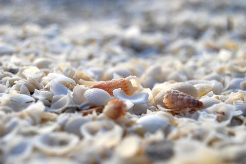 4-Day Coastal Loop Via Monkey Mia Wild Dolphins Kalbarri Pinnacles Perth Return - Redcliffe Tourism 7