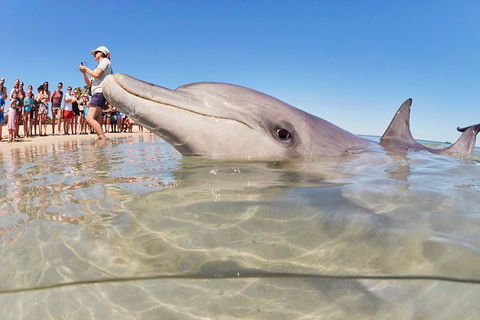 4-Day Coastal Loop Via Monkey Mia Wild Dolphins Kalbarri Pinnacles Perth Return - Redcliffe Tourism 2