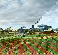 Vasse Felix Winery Tour and Tasting - Redcliffe Tourism