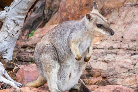 Lake Argyle Sunset Magic Cruise Departing Lake Argyle - Redcliffe Tourism 6