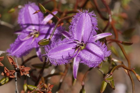 Wildflower Photographic Day Trip From Perth - Redcliffe Tourism 0
