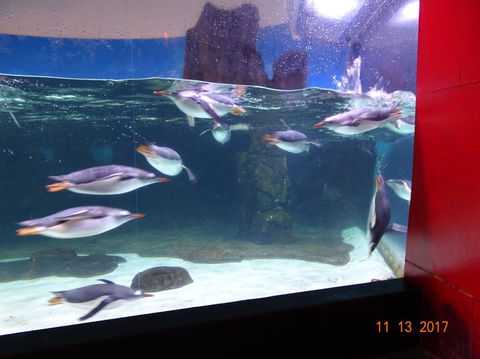 SEA LIFE Melbourne Aquarium Admission Ticket - Redcliffe Tourism 6