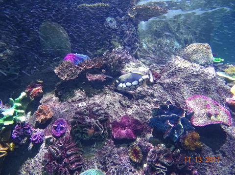 SEA LIFE Melbourne Aquarium Admission Ticket - Redcliffe Tourism 3