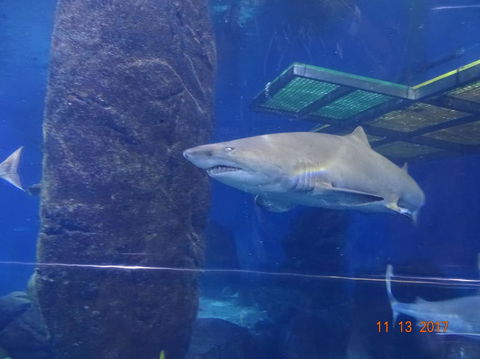 SEA LIFE Melbourne Aquarium Admission Ticket - Redcliffe Tourism 5