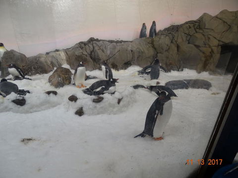 SEA LIFE Melbourne Aquarium Admission Ticket - Redcliffe Tourism 4