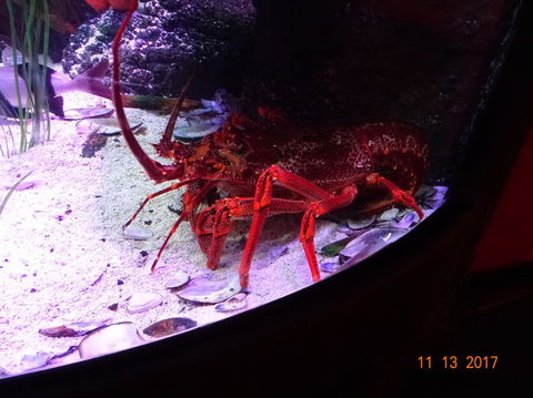 SEA LIFE Melbourne Aquarium Admission Ticket - Redcliffe Tourism 11