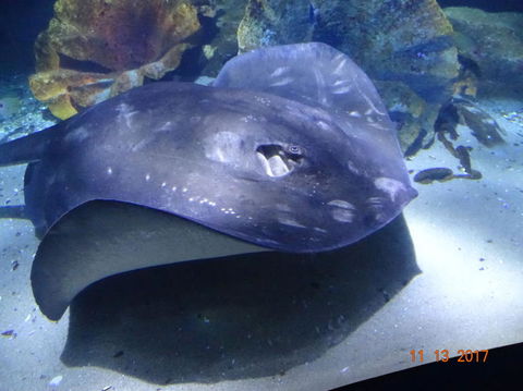 SEA LIFE Melbourne Aquarium Admission Ticket - Redcliffe Tourism 9