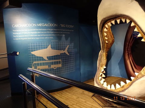 SEA LIFE Melbourne Aquarium Admission Ticket - Redcliffe Tourism 10