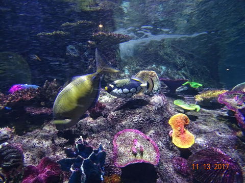 SEA LIFE Melbourne Aquarium Admission Ticket - Redcliffe Tourism 8