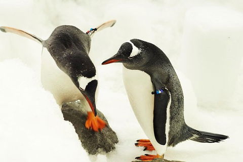 SEA LIFE Melbourne Aquarium Admission Ticket - Redcliffe Tourism 15