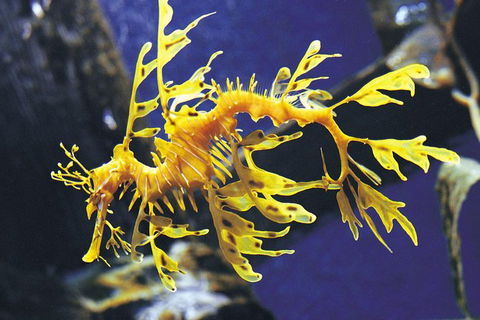 SEA LIFE Melbourne Aquarium Admission Ticket - Redcliffe Tourism 19