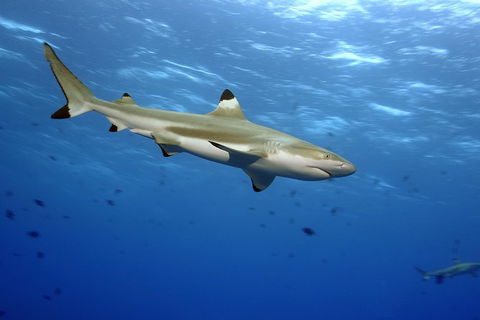 SEA LIFE Melbourne Aquarium Admission Ticket - Redcliffe Tourism 21