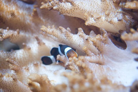 SEA LIFE Melbourne Aquarium Admission Ticket - Redcliffe Tourism 16