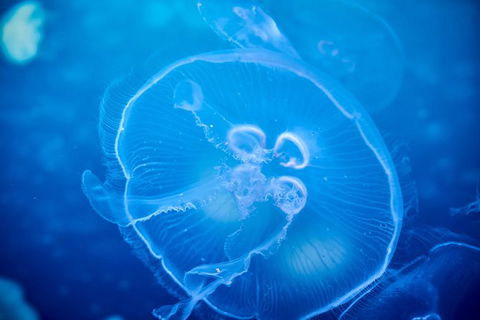 SEA LIFE Melbourne Aquarium Admission Ticket - Redcliffe Tourism 22