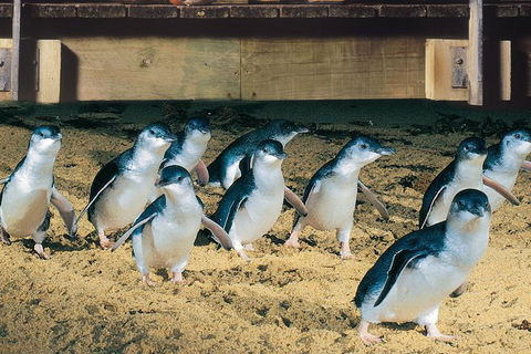 Half Day Phillip Island Penguin Parade PLUS Tour - Redcliffe Tourism 0