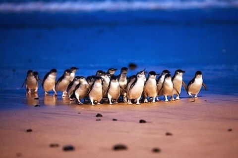Half Day Phillip Island Penguin Parade PLUS Tour - Redcliffe Tourism 1