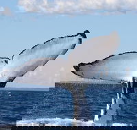 Phillip Island Whale Watching Tour - Redcliffe Tourism