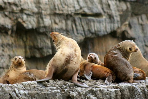3-Hour Tasman Peninsula Wilderness Cruise From Port Arthur - Redcliffe Tourism 1