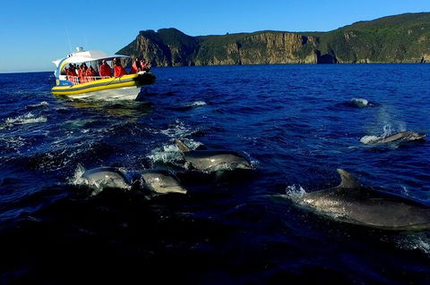 3-Hour Tasman Peninsula Wilderness Cruise From Port Arthur - Redcliffe Tourism 4