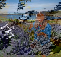 Port Arthur and Lavender Farm Active Day Tour - Redcliffe Tourism