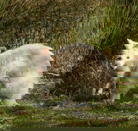 Bruny Island premium private photo-oriented day tour from Hobart - Redcliffe Tourism