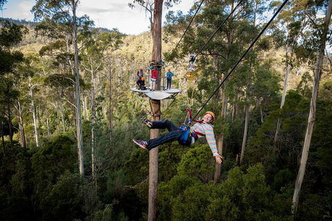 Hollybank Wilderness Adventure - Zipline Tours - Redcliffe Tourism 3