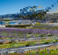 Private Tasman Peninsula Cruise Ship Tour from Port Arthur - Redcliffe Tourism